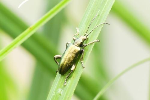 Réf. 257 519 : Plateumaris sp.